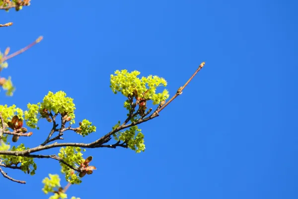 06.04.2025 Sachsenwerk Dresden II vs. Radeberger SV III